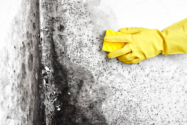 Best Kitchen Mold Remediation in Quincy, FL