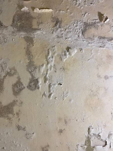 Best Industrial Mold Remediation in Quincy, FL