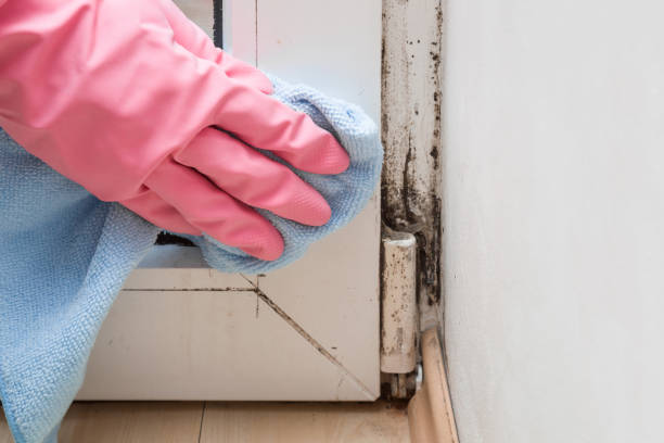 Best Health and Safety Mold Remediation in Quincy, FL