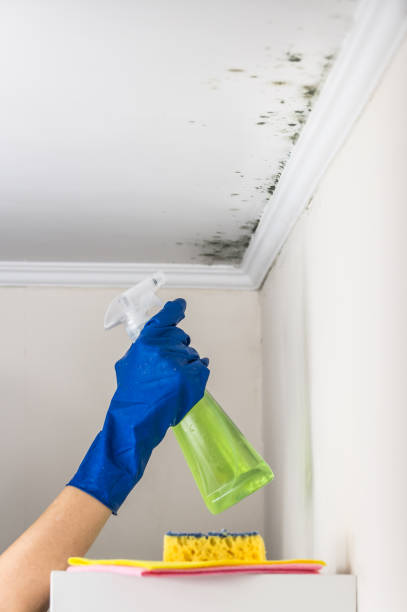 Best Basement Mold Remediation in Quincy, FL