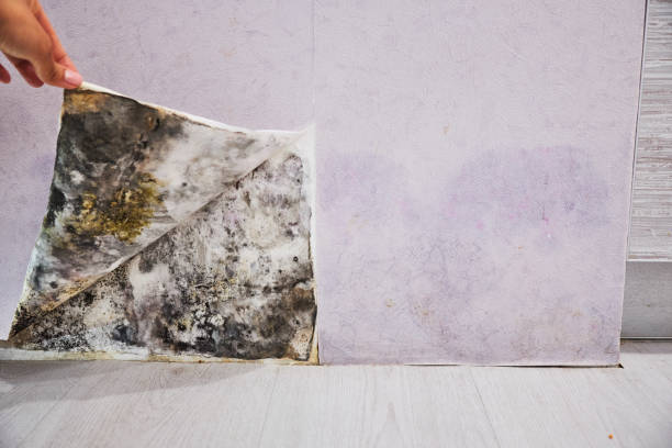 Best Localized Mold Remediation (e.g., coastal areas, humid climates) in Quincy, FL